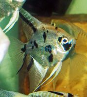 Gold Marble Angel Fish 6cm