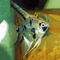 Gold Marble Angel Fish 4.5cm