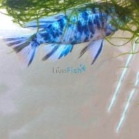 Marbled Peacock 5cm