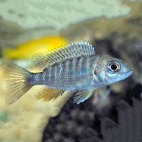 Sulphur Crest Peacock 7cm