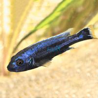 Chipokae 4cm