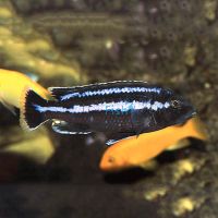 Parallelus 7cm