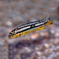 Melanochromis Auratus 5cm