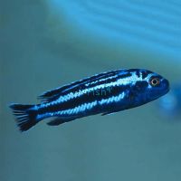 Melanochromis Maingano 4cm