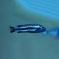 Melanochromis Maingano 3.5cm
