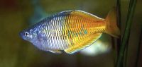 Male Boesemani Rainbow 6cm