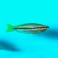 Black Banded Rainbow 3.5cm
