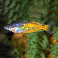 Orange Parkinsoni Rainbow 5cm
