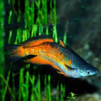 Orange Parkinsoni Rainbow 5cm