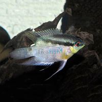 Festivum Cichlid 7cm