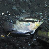 Festivum Cichlid 3cm
