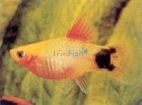 Mickey Mouse Sunset Platy 4cm
