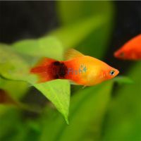 Mickey Mouse Sunset Platy 4cm