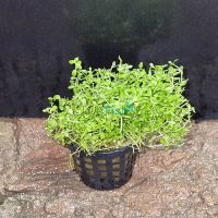 Micranthemum Monte Carlo (MU)