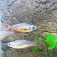 Middlebrook - Eastern Rainbow 5cm