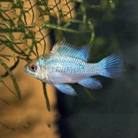 Electric Blue Ram 4cm
