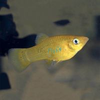 Assorted Mini Molly 3.5cm