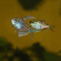 Diamond Tetra 3.5cm 