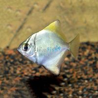 Mono Argent - Brackish 5cm