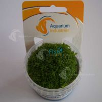 Monte Carlo Green Tissue Culture