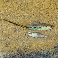 Montezumae Swordtail 5cm