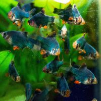 Moss Green Tiger Barb 2cm