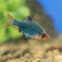 Moss Green Tiger Barb 4cm