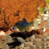Moss Green Tiger Barb 2cm