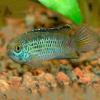 Golden Dwarf Cichlid 3cm