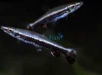 Rocket Tail Pencilfish 3cm