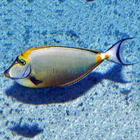 Elegant Tang - Medium