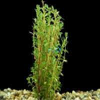 Needle Ludwigia Bunch