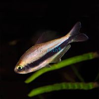 Emperor Tetra 4cm