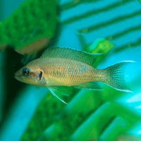 Princess Cichlid 7cm
