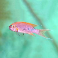 Daffodil Princess Cichlid 5cm
