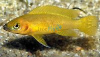 Neolamprologus Leleupi Lemon Cichlid 6cm