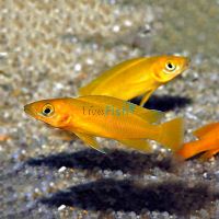 Orange Lemon Cichlid 5cm