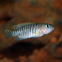 Neolamprologus Multifasciatus 3.5cm