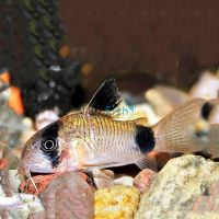 Panda Corydoras 3cm