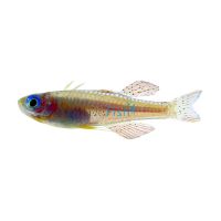 Red Neon Blue Eye 2.5cm - N.G