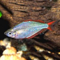 Neon Rainbow 7cm