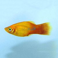 Neon Sunset Platy 4cm