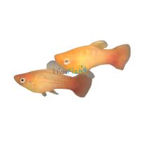 Neon Gold Platy 4cm