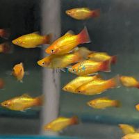 Neon Gold Platy 4cm