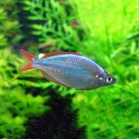 60x Local Rainbow Praecox 3-4cm