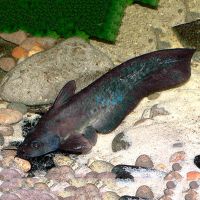 Black Catfish 7cm