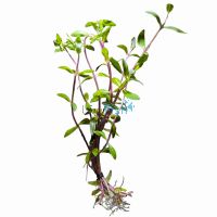 Nesaea Triflora - Ammannia Capitellata