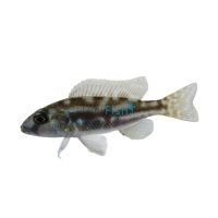Nimbochromis Fuscotaeniatus 5cm