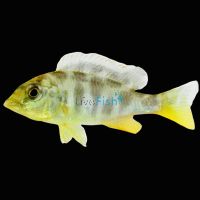 Venustus 10cm 