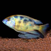 Nimbochromis Venustus 4cm